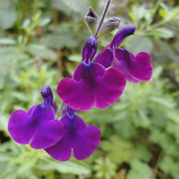 Des images de diff�rentes plantes